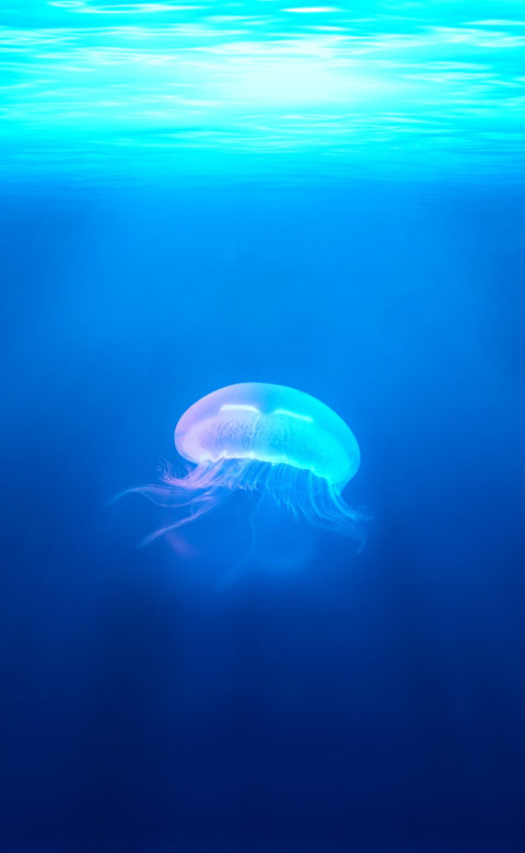 jellyfish